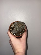 Echinopsis Densipina Rare Cactus - 8.5 Cm Pot