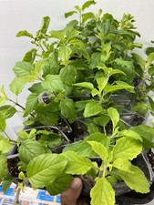 Tulsi Holy Basil plant,1 Rama