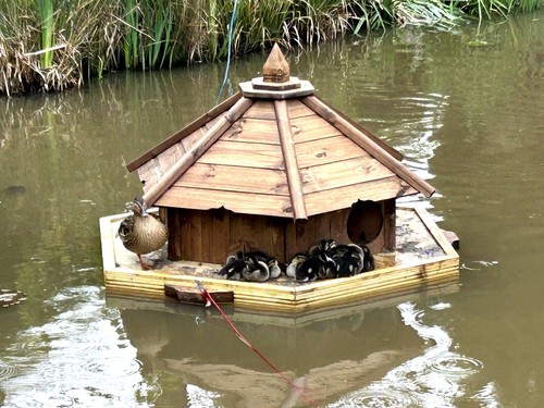 Medium hexagonal floating - floating, duck
