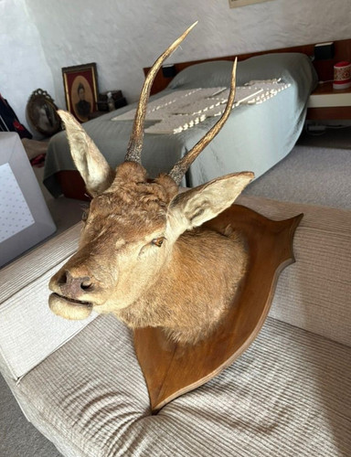 Antique taxidermy deer - taxidermy,