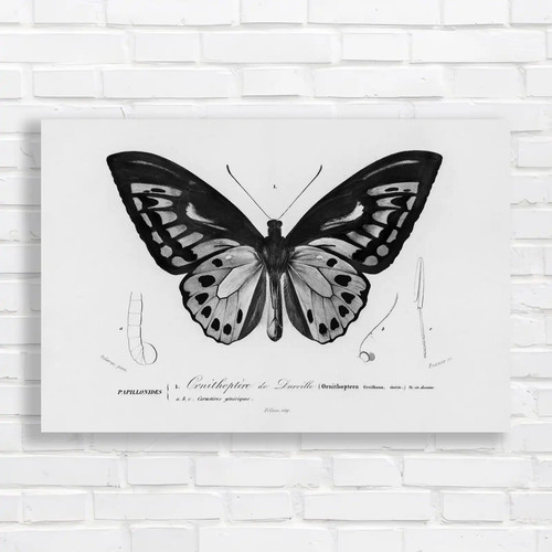 Ornithoptera darville - ornithoptera, de