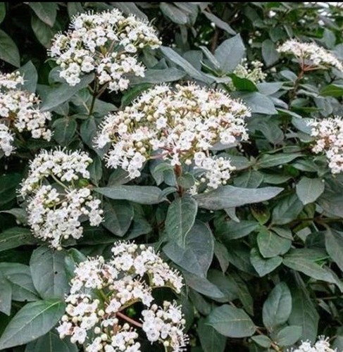 Rhs agm fragrant viburnum - 🏆rhs,