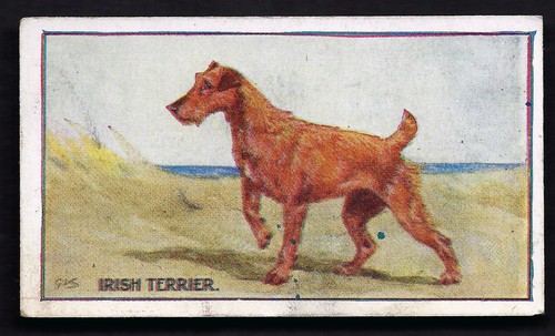 Sanders dogs 15 irish - sanders,