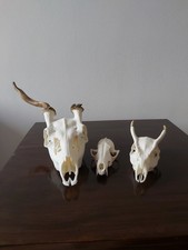 FALLOW BUCK MUNTJAC BUCK DEER FOX SKULLS Animal Taxidermy Antlers Bundle