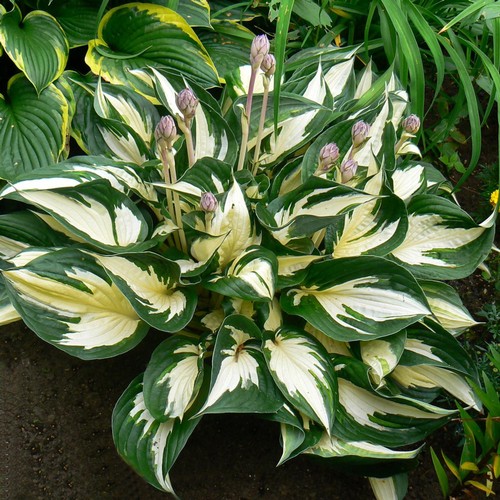 Hosta fire and ice - ice, variegated