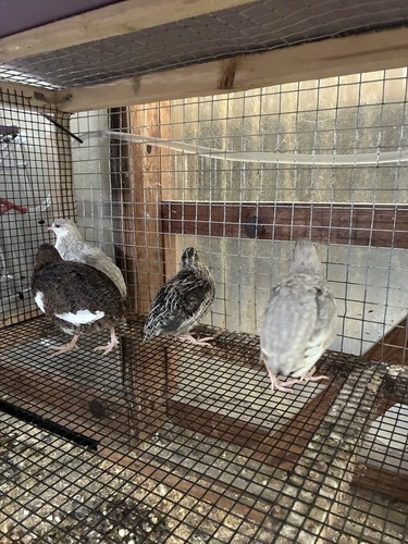 Multicolor quails eggs - 18, +