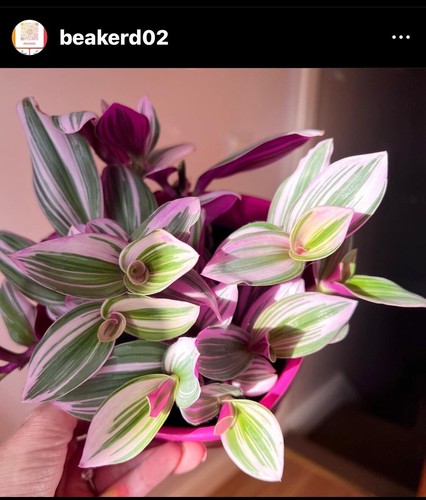 Tradescantia nanouk - 1,