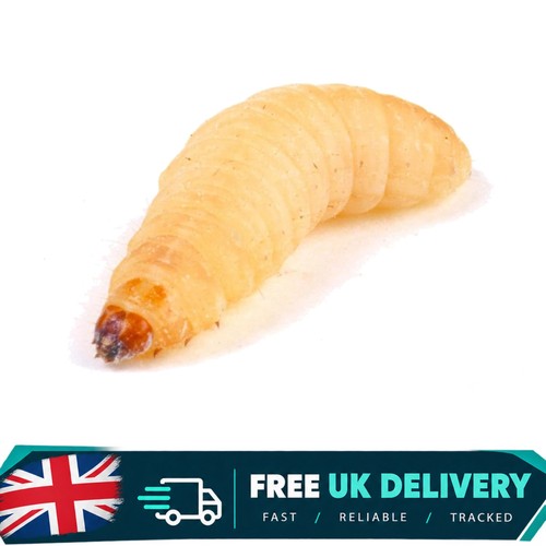 Livefood waxworm - livefood,
