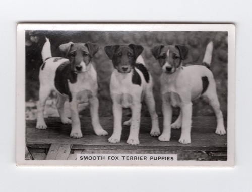 Dogs cigarette card - dogs, #37
