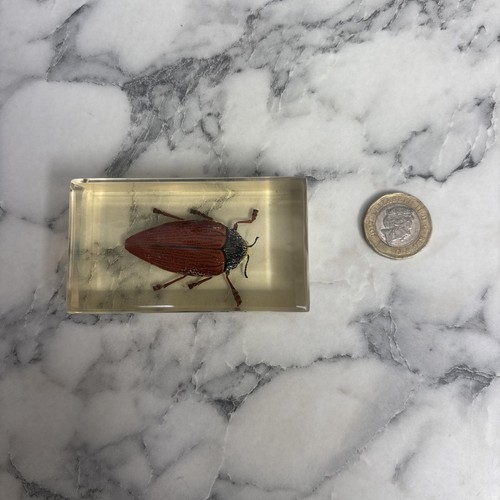 National geographic bugs - national,