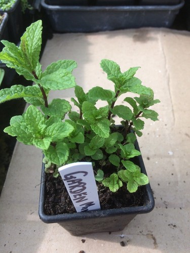 Mixed herb plants 7cm - plants, pots