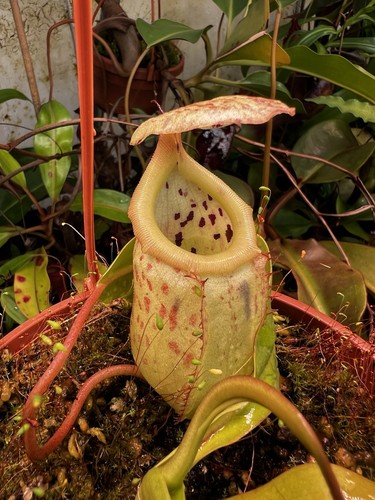 Nepenthes burbidgeae - , x