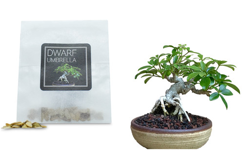 Dwarf umbrella bonsai seed - 30,