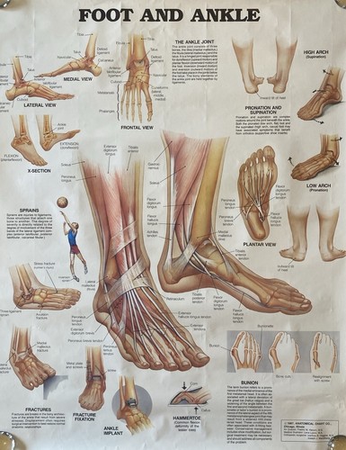 Vintage anatomical chart co - vintage,