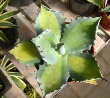 Agave colorata 'Misahibo' - Variegated - Industrial Agaves