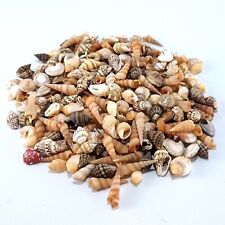 Assorted mixed Mini craft small sea shells 8-20mm | 50g