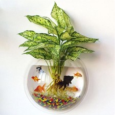 Acrylic wallmounted fish tank - fish,