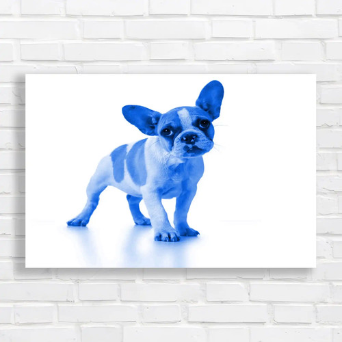 Adorable french bulldog puppy - french,