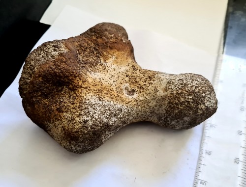 Small juvenile dinosaur - small,