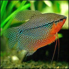 4-Pack Pearl Gourami Live Fish