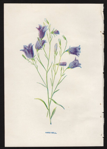 C1902 hulme familiar - familiar, wild