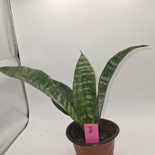 Sansevieria snake plant rooted - sansevieria,