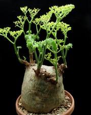 Cyphostemma uter v.macropus 18cm,Caudex,Euphorbia,Succulent Plants