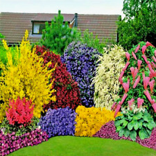 10 x Mixed Established Garden Shrubs in 9cm Pots, Healthy Year Round Colour
