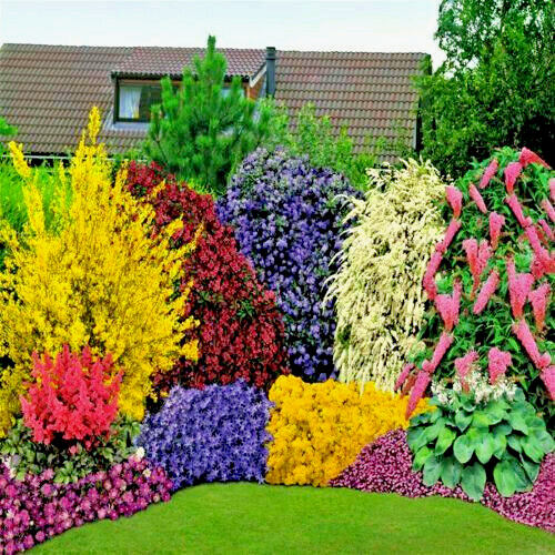 Mixed established garden - 10,