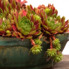 T&M Sempervivum 'Mixed' Hardy