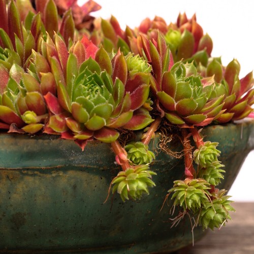 Sempervivum mixed hardy - sempervivum,