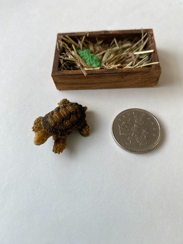 Dolls house tortoise pets - tortoise/s,