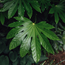 1 Large Plant - Fatsia