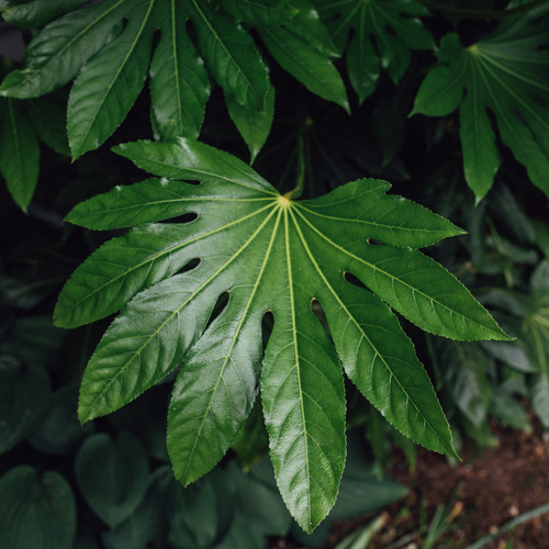 Large plant fatsia - large,