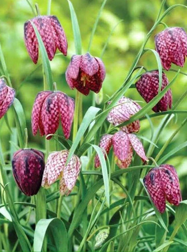 Fritillaria meleagris mixed - 5x,