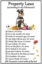 Miniature schnauzer dog - dog, lovers