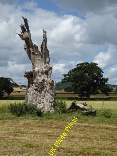 Photo 6x4 old oak - photo,