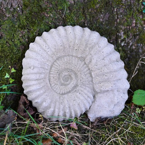 Med ammonite large fossil - large,