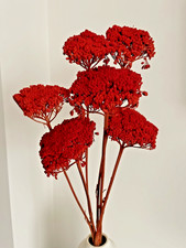 Dried Flowers Orangey Red