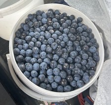 1lb Fresh Norfolk Sloe Berries for Gin Vodka infusion