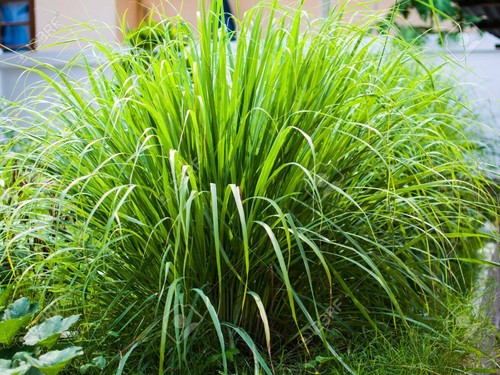 Lemongrass plug plants - 3x,