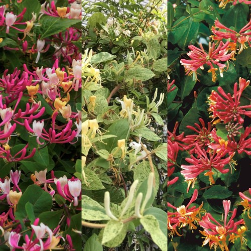Lonicera honeysuckle mix - 3,