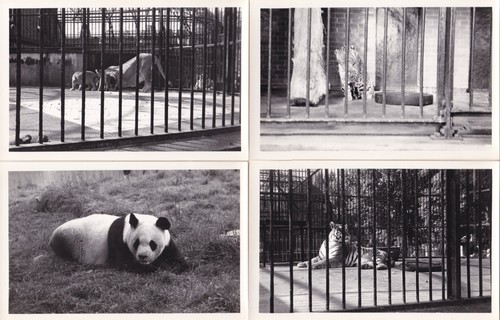 Vintage photographs zoos - x,