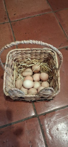 Guinea fowl eggs - fowl, 24