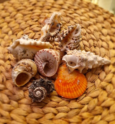 Mixed sea shells large - shells,