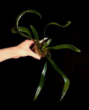 Microsorum Thailandicum (Blue Oil Fern) - Very Rare - Terrarium Plant  - P0774