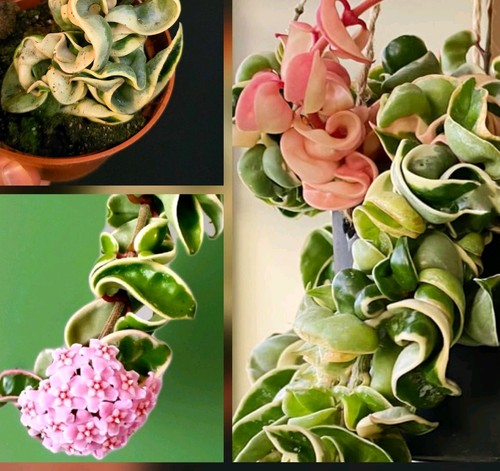 Hoya carnosa compacta - carnosa,