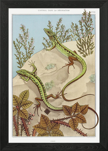Lizard framed wall art - wall, poster