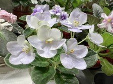 African Violet Saintpaulia