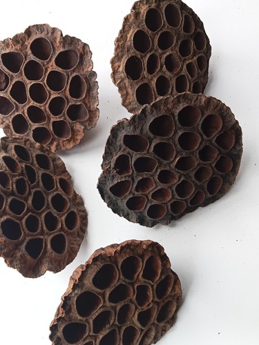Lotus pods isopods craft - isopods,